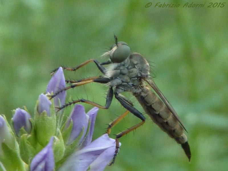 Asilidae sp., femmina